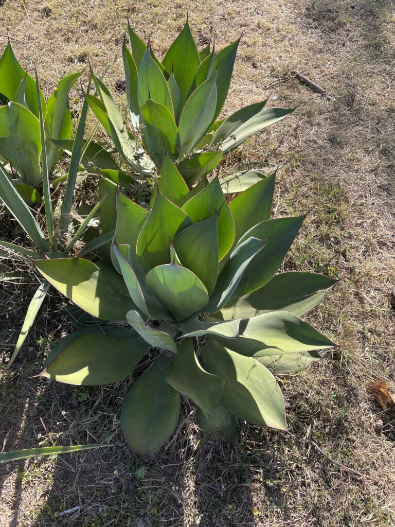 Flor de Piedra Agave