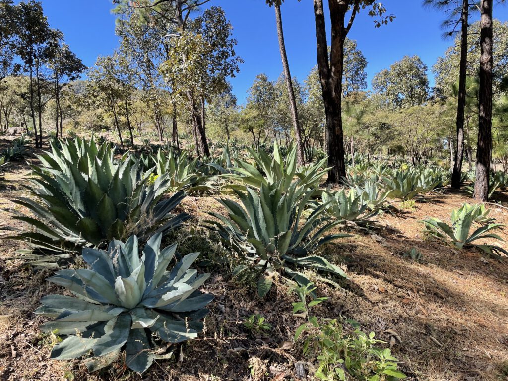 Lobos Garden