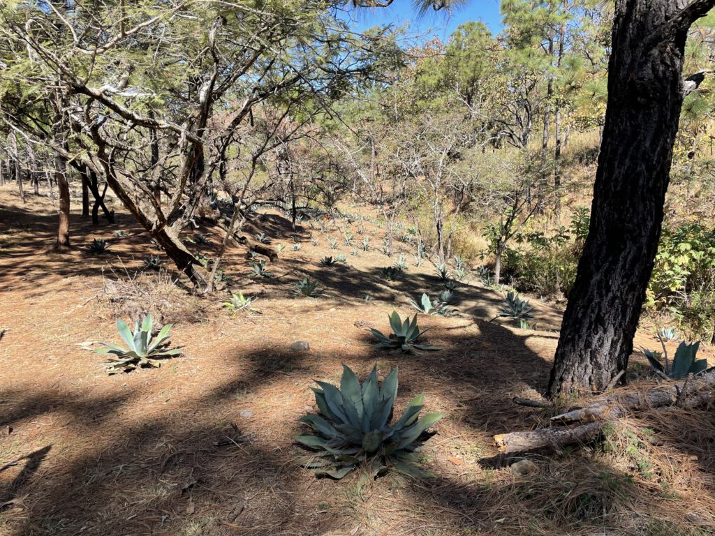 Lobos Garden