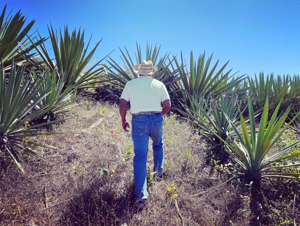 Beto walking his fields